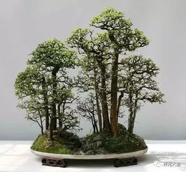 家里有這樣一個(gè)叢林盆景,再也不會(huì)怕霧霾